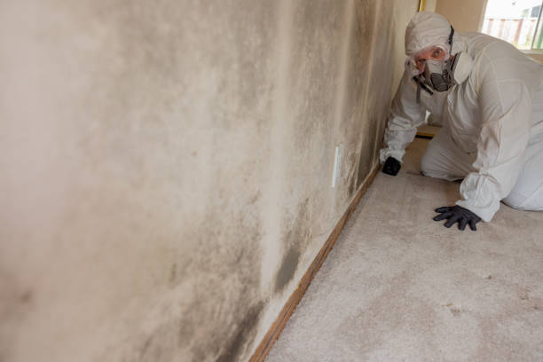 Best Commercial Mold Inspection  in Summerside, OH
